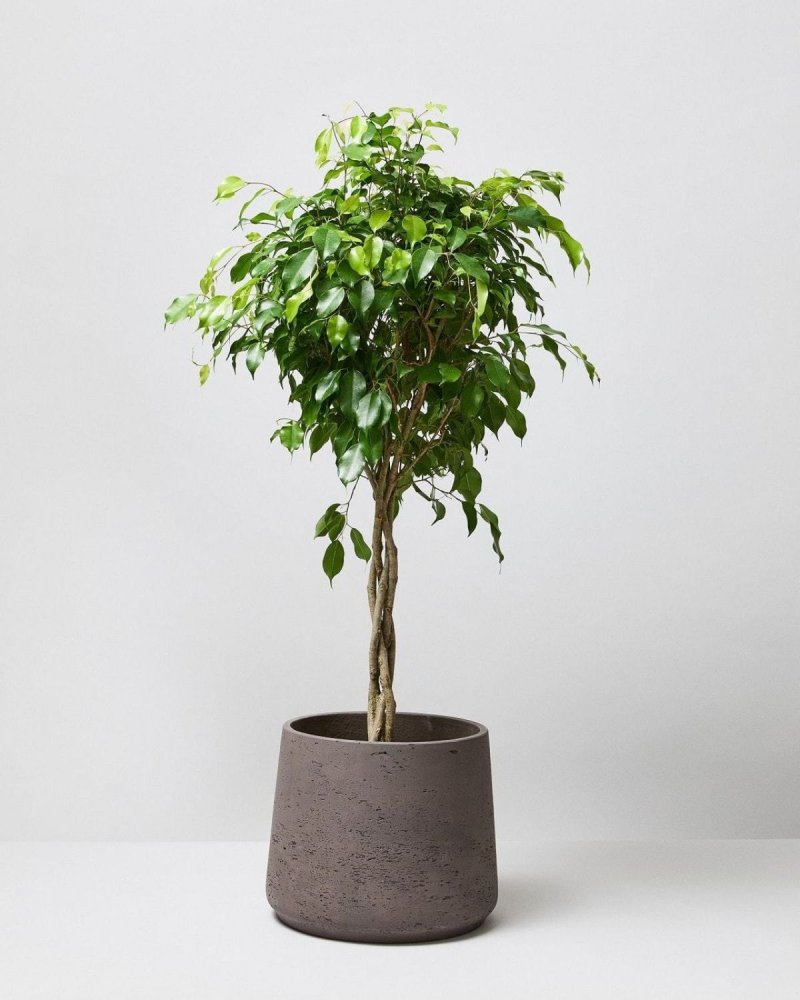 Črepnikový kvet - Ficus benjamina - Dostupnosť: Dodanie do 3-5 pracovných dni.