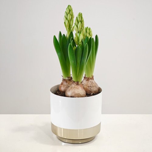 Cibuľky hyacintov v črepníku