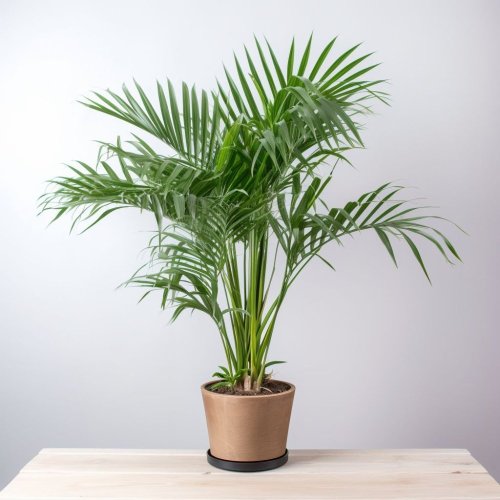 Livistona palm