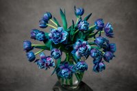 Milované Bubble tulipány, exkluzívne - mono kytica