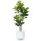 Ficus lyrata