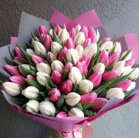 50 odtieňov tulipánov