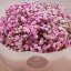 Kytica z gypsomilky - Pink dream