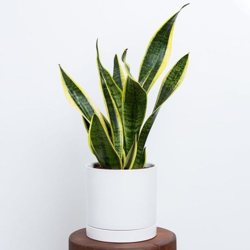 Črepnikový kvet - Sansevieria