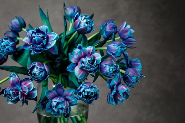 Milované Bubble tulipány, exkluzívne - mono kytica - Veľkosť: L