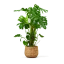 Monstera deliciosa veľká