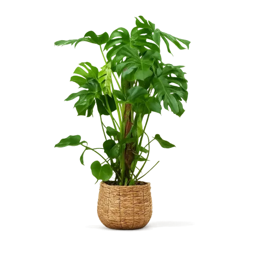 Monstera deliciosa veľká