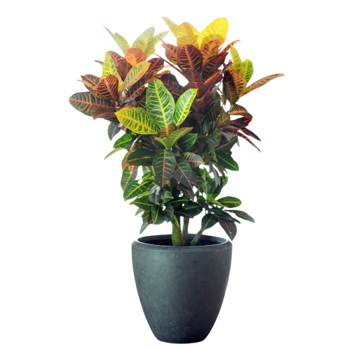 Črepnikový kvet - Codiaeum variegatum