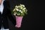 Eustoma v boxe