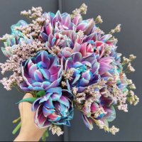 Krásne melírované modré "bubble" tulipány. 