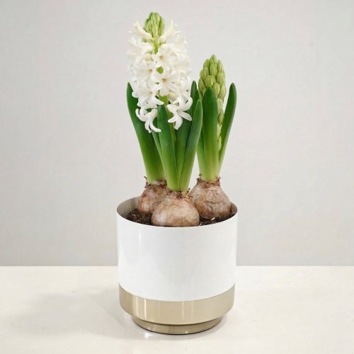 Cibuľky hyacintov v črepníku