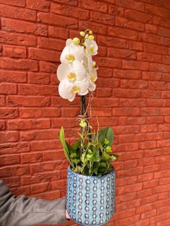 Črepníkový kvet - Orchidea v záhrade