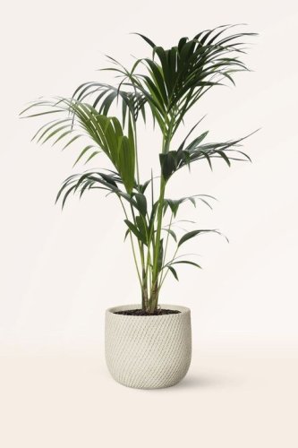 Črepnikový kvet - Kentia Howea