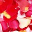 Lupene ruží - Farba: Mix