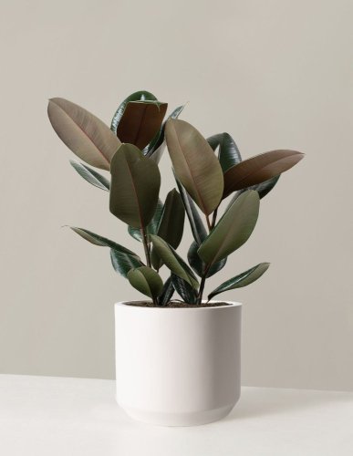 Črepnikový kvet - Ficus elastica