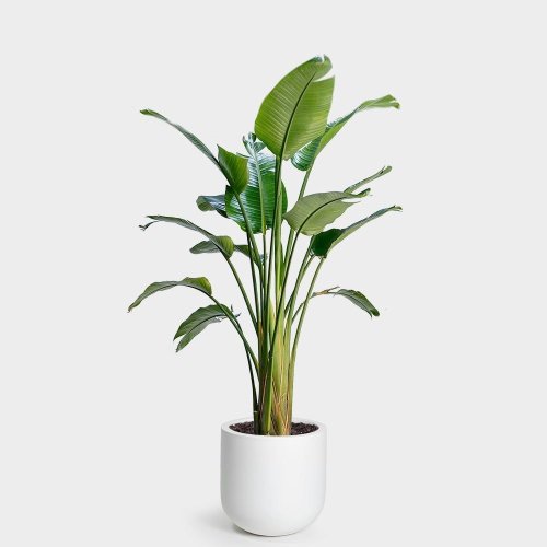 Strelitzia nicolai