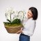 Tento aranžmán pozostáva z niekoľkých zdravých a bohato zakvitnutých orchideí druhu Phalaenopsis.