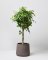 Črepnikový kvet - Ficus benjamina