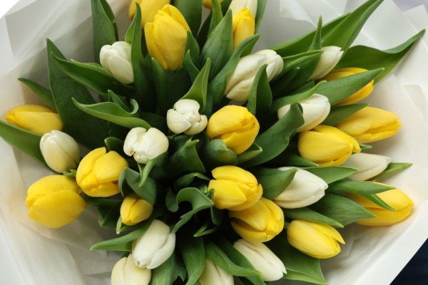 Milované tulipány, klasické - bielo/žltá verzia