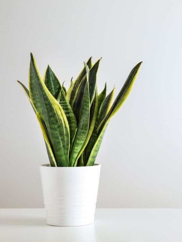 Črepnikový kvet - Sansevieria
