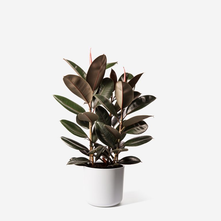 Črepnikový kvet - Ficus elastica - Dostupnosť: Dodanie do 3-5 pracovných dni.