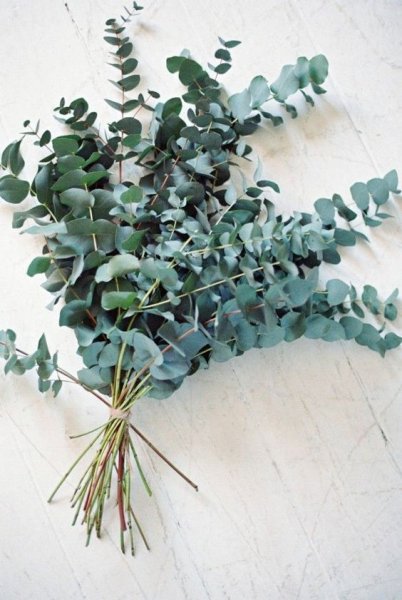 Eukalyptus - mono kytica - Veľkosť: S