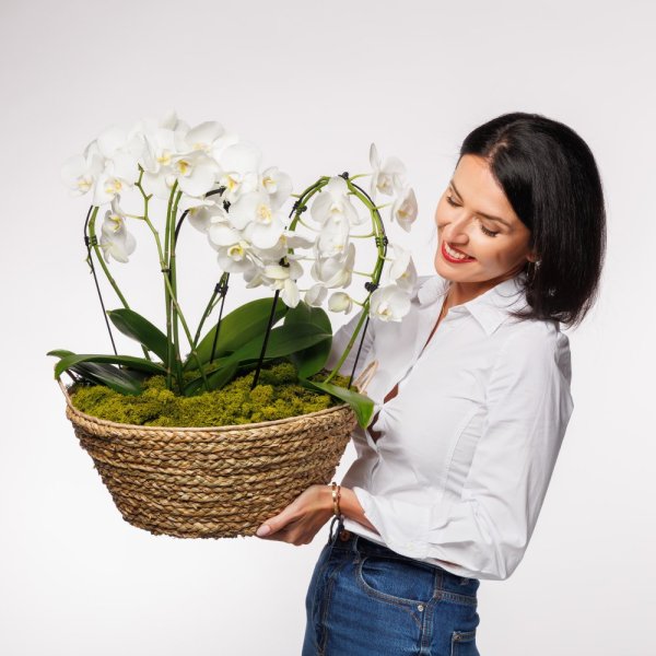 Tento aranžmán pozostáva z niekoľkých zdravých a bohato zakvitnutých orchideí druhu Phalaenopsis.