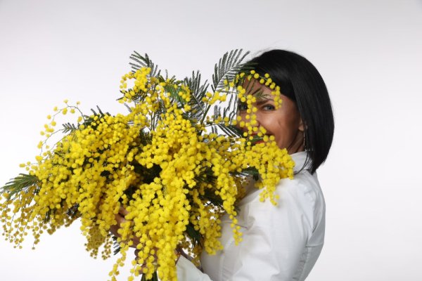 Slnečná Mimóza - Vami požadovaný počet