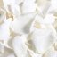 Lupene ruží - Farba: Biela