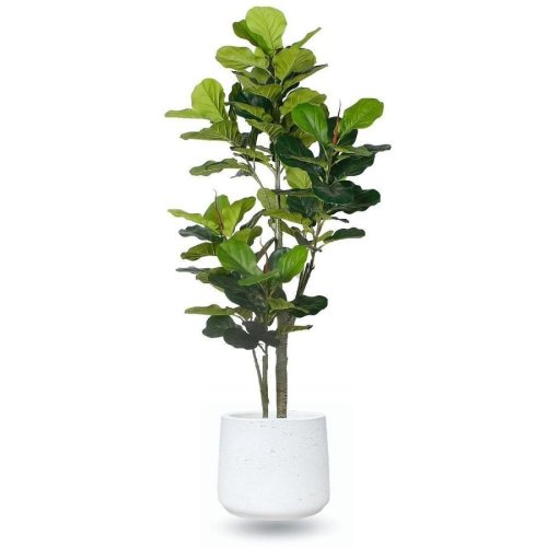 Ficus lyrata