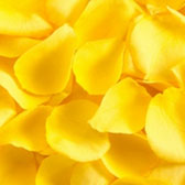 Lupene ruží - Farba: Žltá