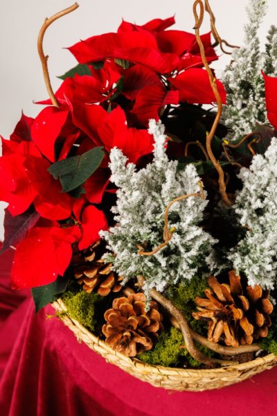 Vianočná záhrada v košíku