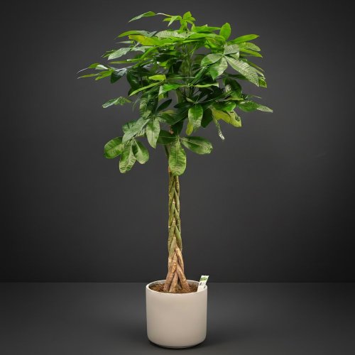 Črepnikový kvet - Pachira Aquatica XL