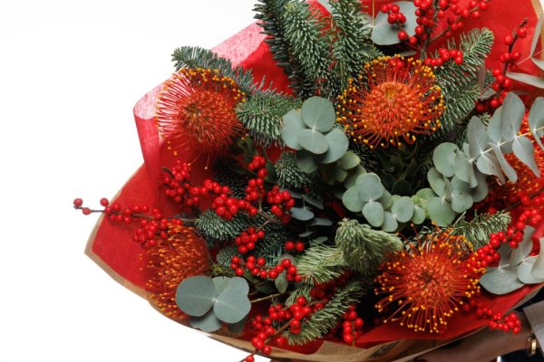 Zimná noblesa Zimná noblesa