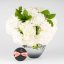 Hortenzia - mono kytica do vázy