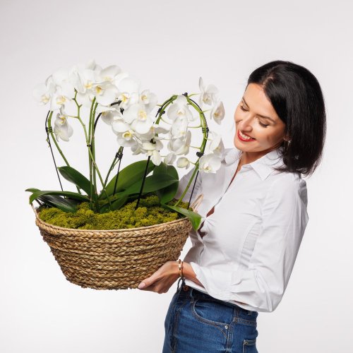 Tento aranžmán pozostáva z niekoľkých zdravých a bohato zakvitnutých orchideí druhu Phalaenopsis. Tento aranžmán pozostáva z niekoľkých zdravých a bohato zakvitnutých orchideí druhu Phalaenopsis.