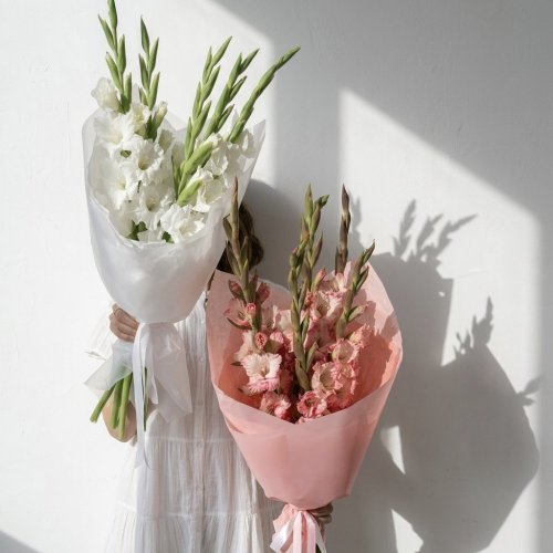 Kytica Nežná gladiola
