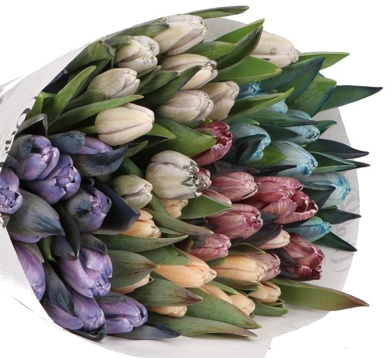 E-shop Milované tulipány - Colors L